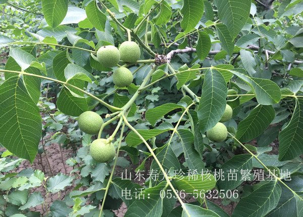 核桃樹(shù)苗葉子發(fā)黃發(fā)黑原因